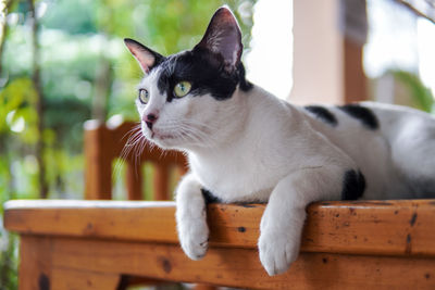 Close-up portrait of a cat looking away