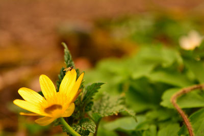 Close-up of yellow flower