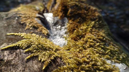 Close-up of water in sand