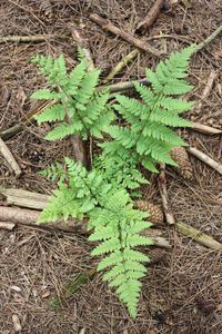 High angle view of plants growing on field