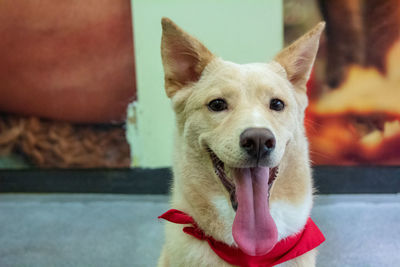 Portrait of dog sticking out tongue at home