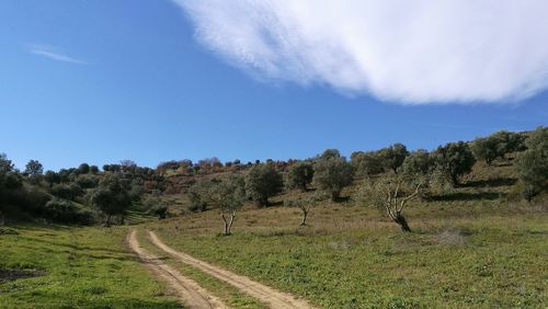 Trees on landscape against sky