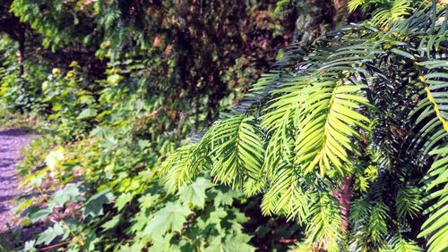 Close-up of fern leaves