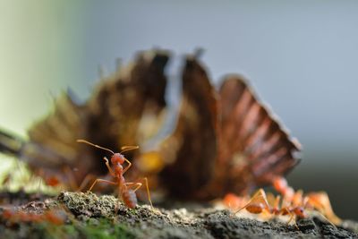 Close-up of plant against blurred background