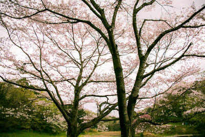 Low angle view of tree against sky