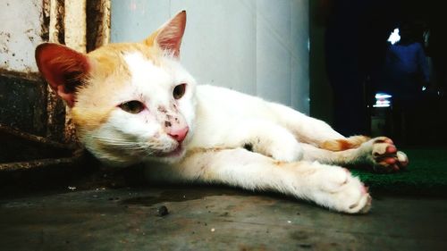 Close-up of cat resting