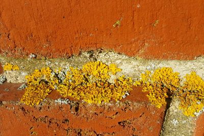Close-up of yellow flowers