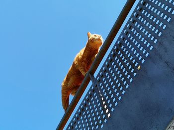 Low angle view of cat on metal against blue sky