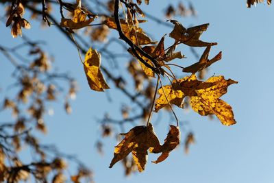 Close-up of dry leaves on plant against sky