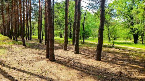 Trees in forest