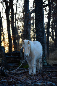 Horse in a forest