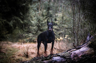 Black dog in a forest