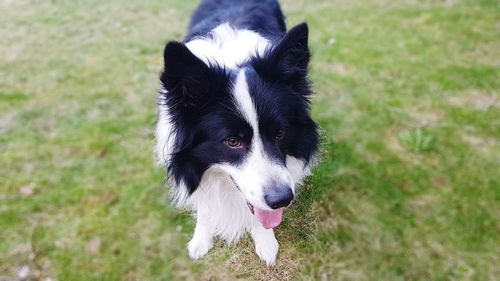 Close-up of dog sticking out tongue on field