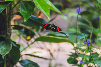 butterfly