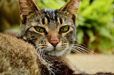 Close-up portrait of cat