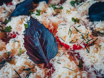 High angle view of maple leaves on plant