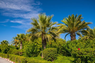 Palm trees against blue sky