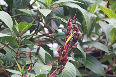 Close-up of insect on plant