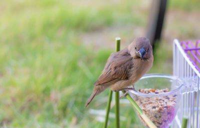 Close-up of bird perching on grass