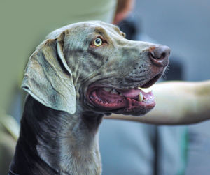 Close-up of dog looking away