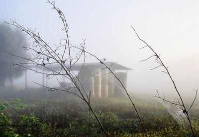 Plants growing on field against sky