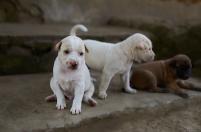 Portrait of two dogs