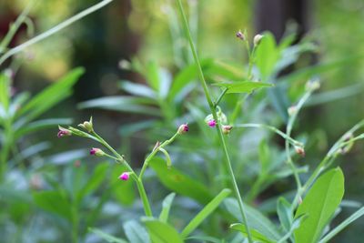 plant