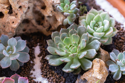 High angle view of succulent plant on field