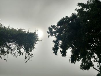 Low angle view of trees against clear sky