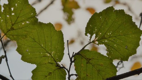 Close-up of leaves on tree against sky