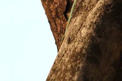Low angle view of tree trunk against clear sky