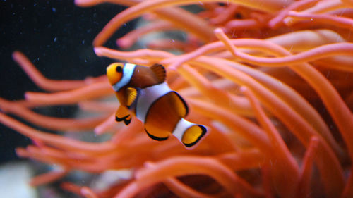 Close-up of fish swimming in sea