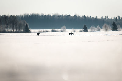 Scenic view of snow covered field against sky