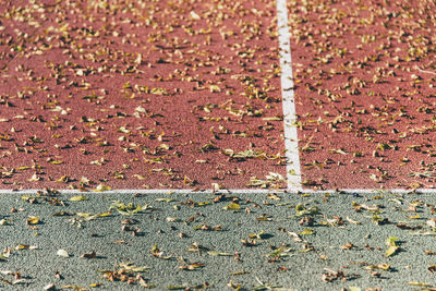 Close-up of autumn leaves on ground