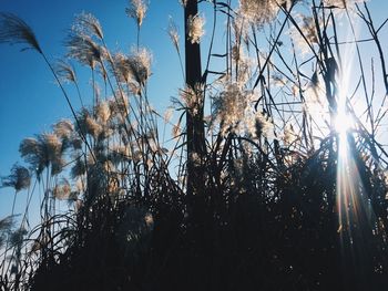 Low angle view of plants against clear sky