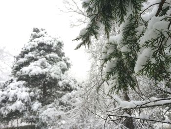 Snow covered trees