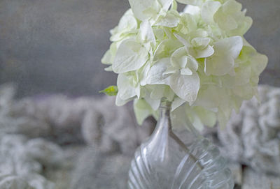 Close-up of white rose flower in vase