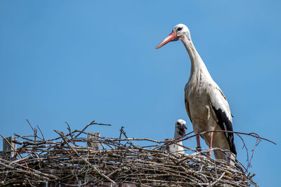 Low angle view of a stork with sibling perching on nest against clear sky