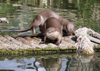 Otters feeding 