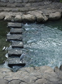 Bird perching on rock
