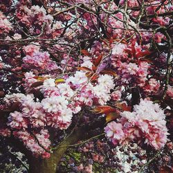 Low angle view of cherry blossoms