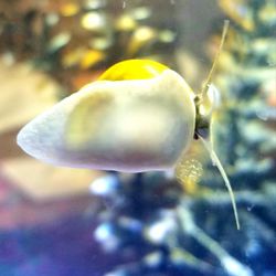 Close-up of fish swimming in sea