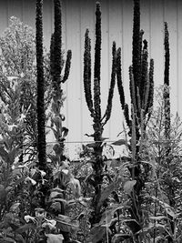 Close-up of plants growing on field