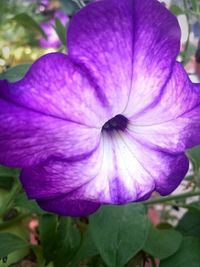 Close-up of purple flower