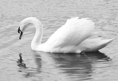Birds in calm water