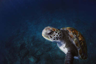 Close-up of turtle swimming in sea