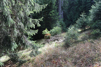 View of trees in forest