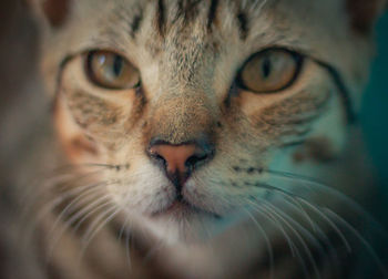 Close-up portrait of a cat