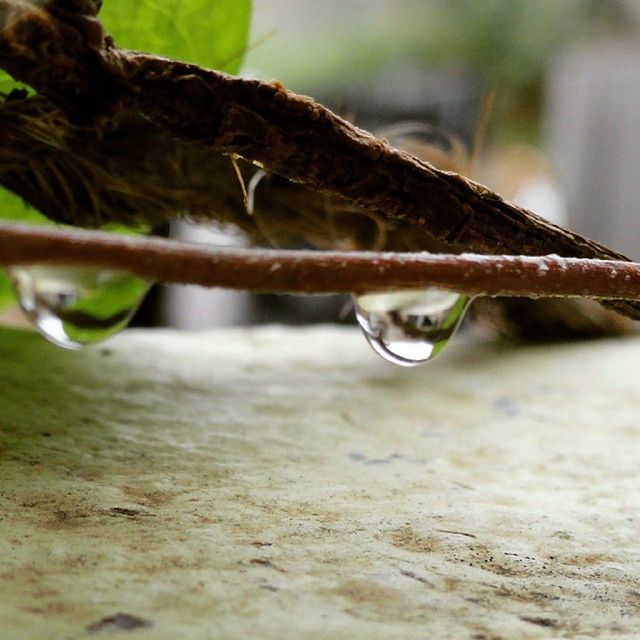 focus on foreground, water, close-up, selective focus, drop, nature, wet, growth, tranquility, leaf, day, beauty in nature, outdoors, twig, plant, no people, branch, green color, purity, grass