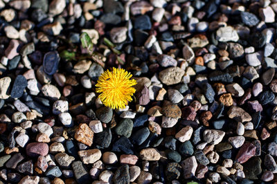 A lonely flower grew among stones.